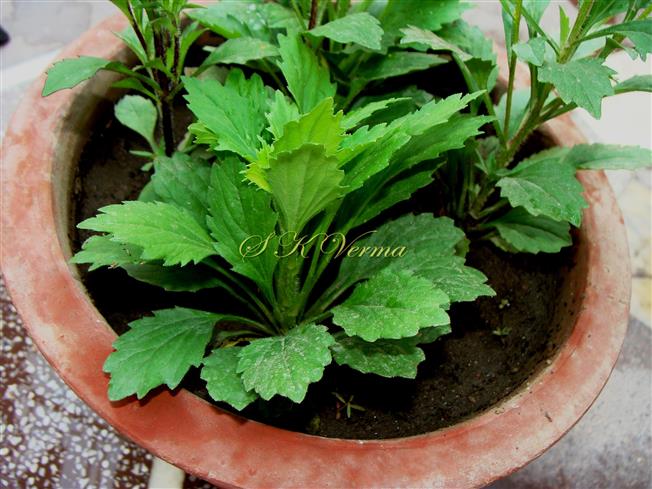  Leaves
